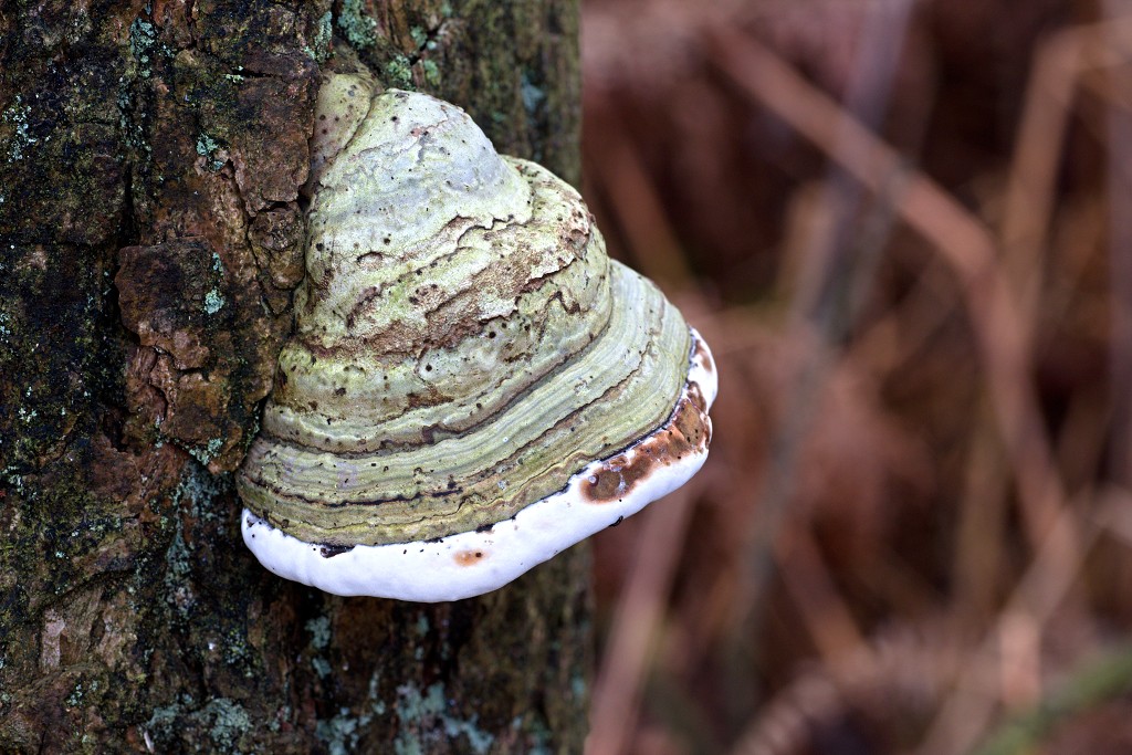 Oisterwijkse Bossen en Vennen Kampina natuurgebied natuur hdr oisterwijk Nationaal park Landschap Het Groene Woud hei heide bossen natuurmonumenten brabant